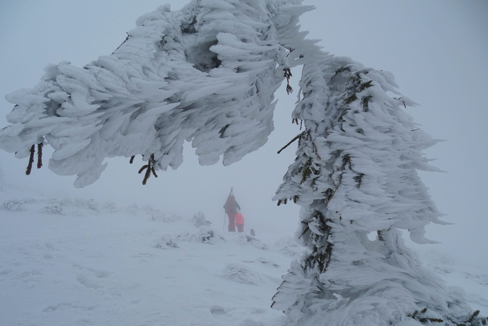 Snežnik in winter, ice, frozen trees