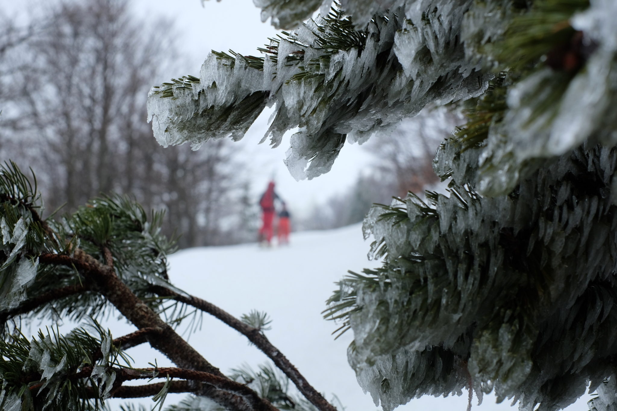 Snežnik in winter, ice, frozen trees, Slovenia