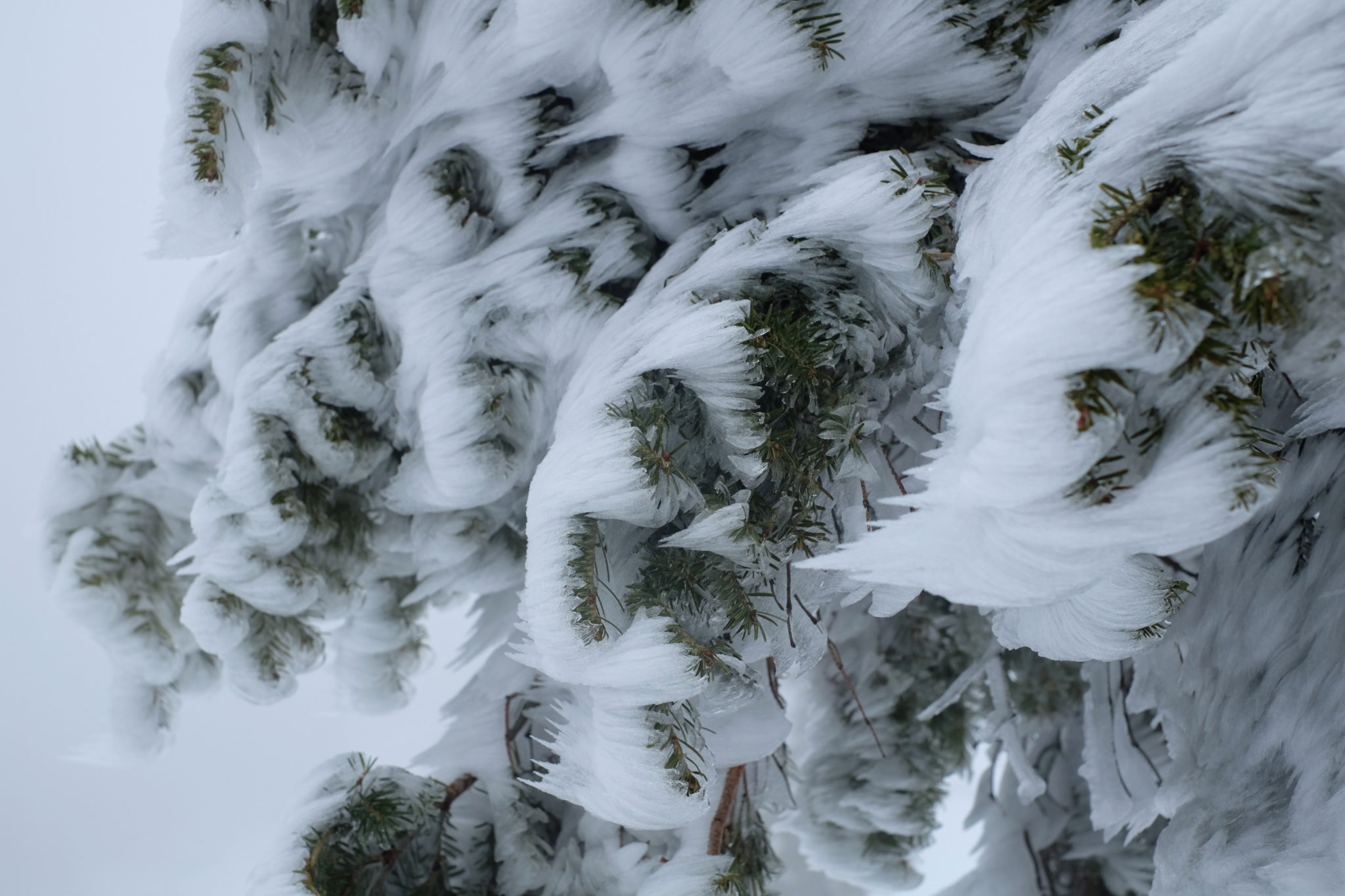 Frozen tree, Snežnik, Slovenia, winter