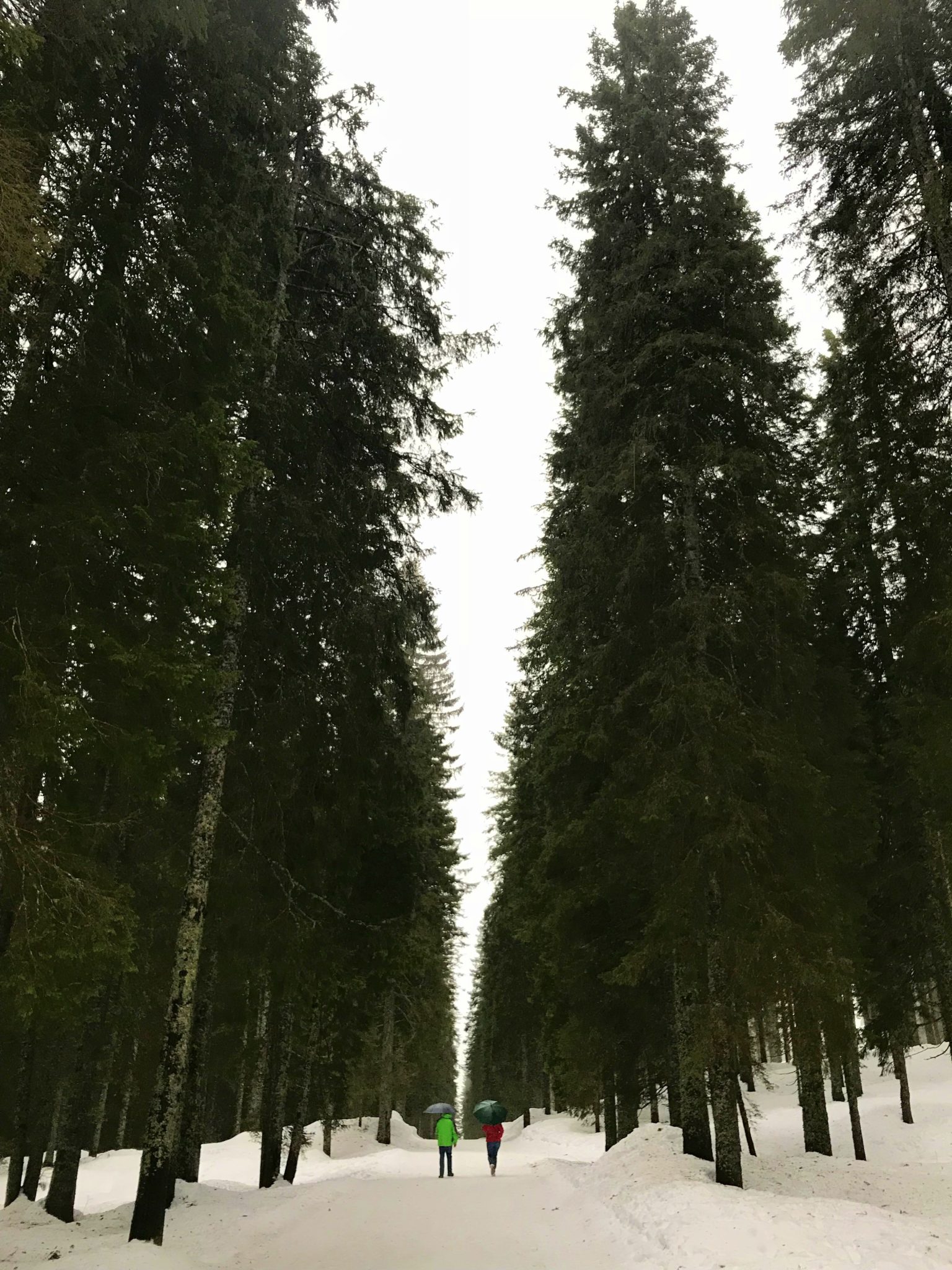 Pokljuka in winter