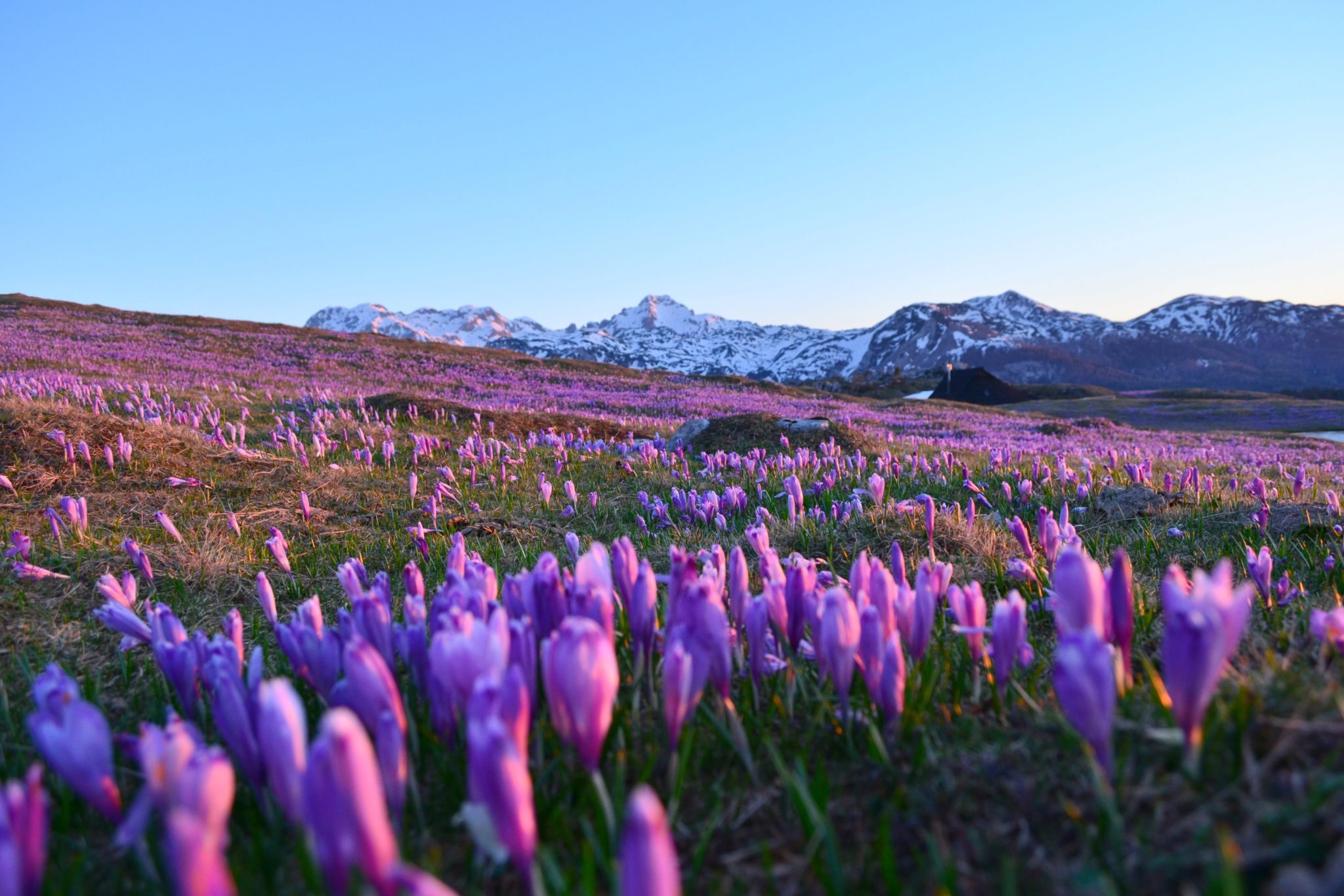 Purple crocuses on Velika Planina, Central Slovenia