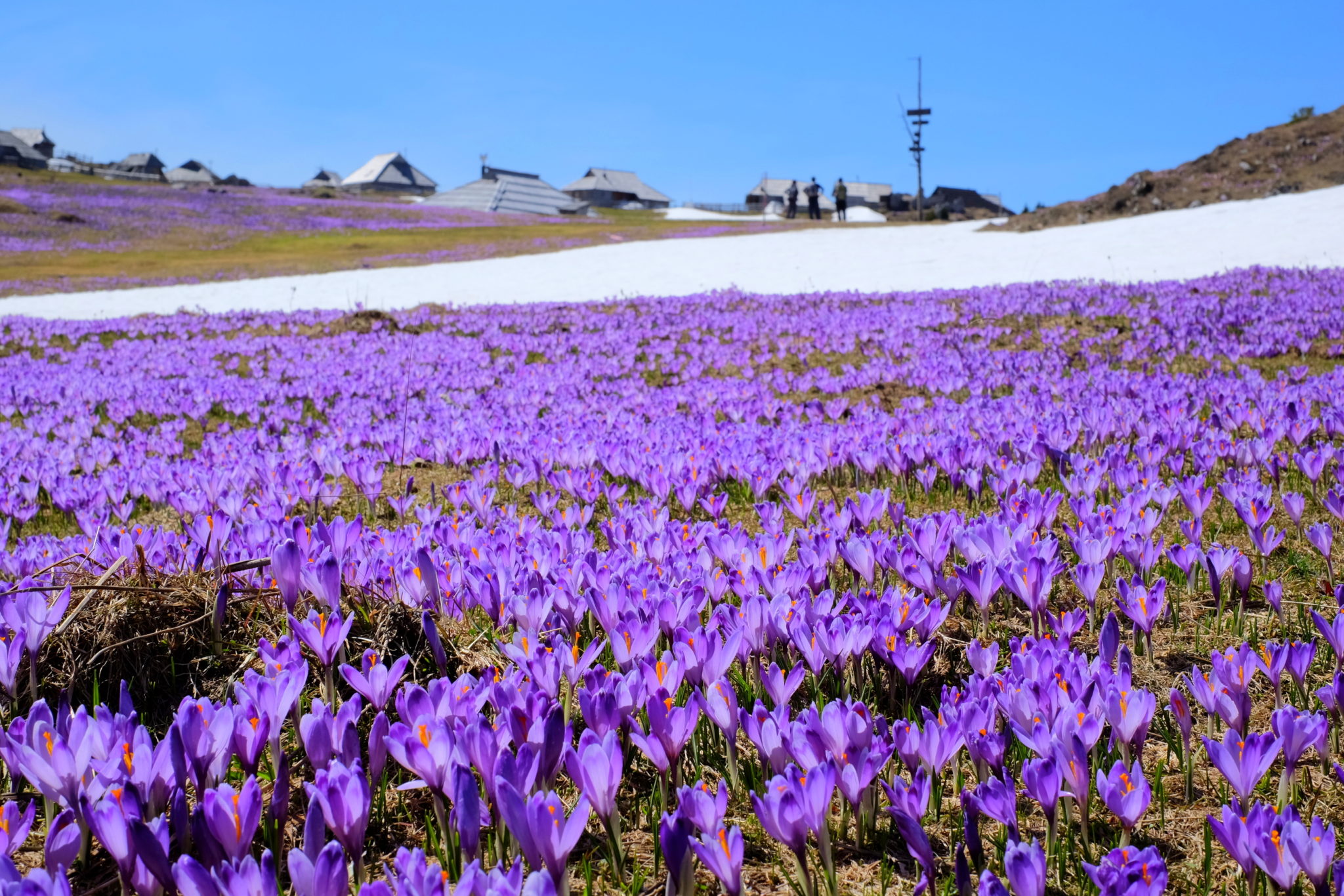 Long carpets of crocuses on Velika Planina