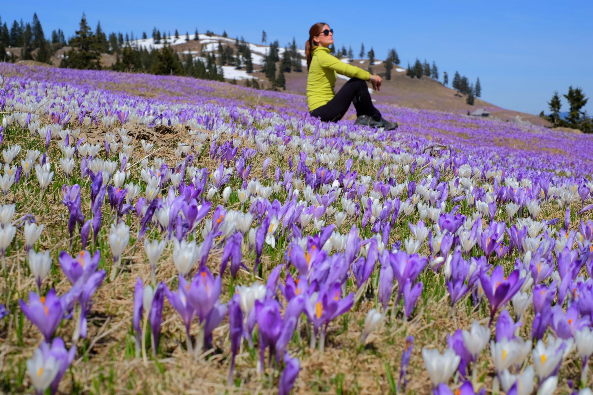 Carpets of crocuses on Velika Planina