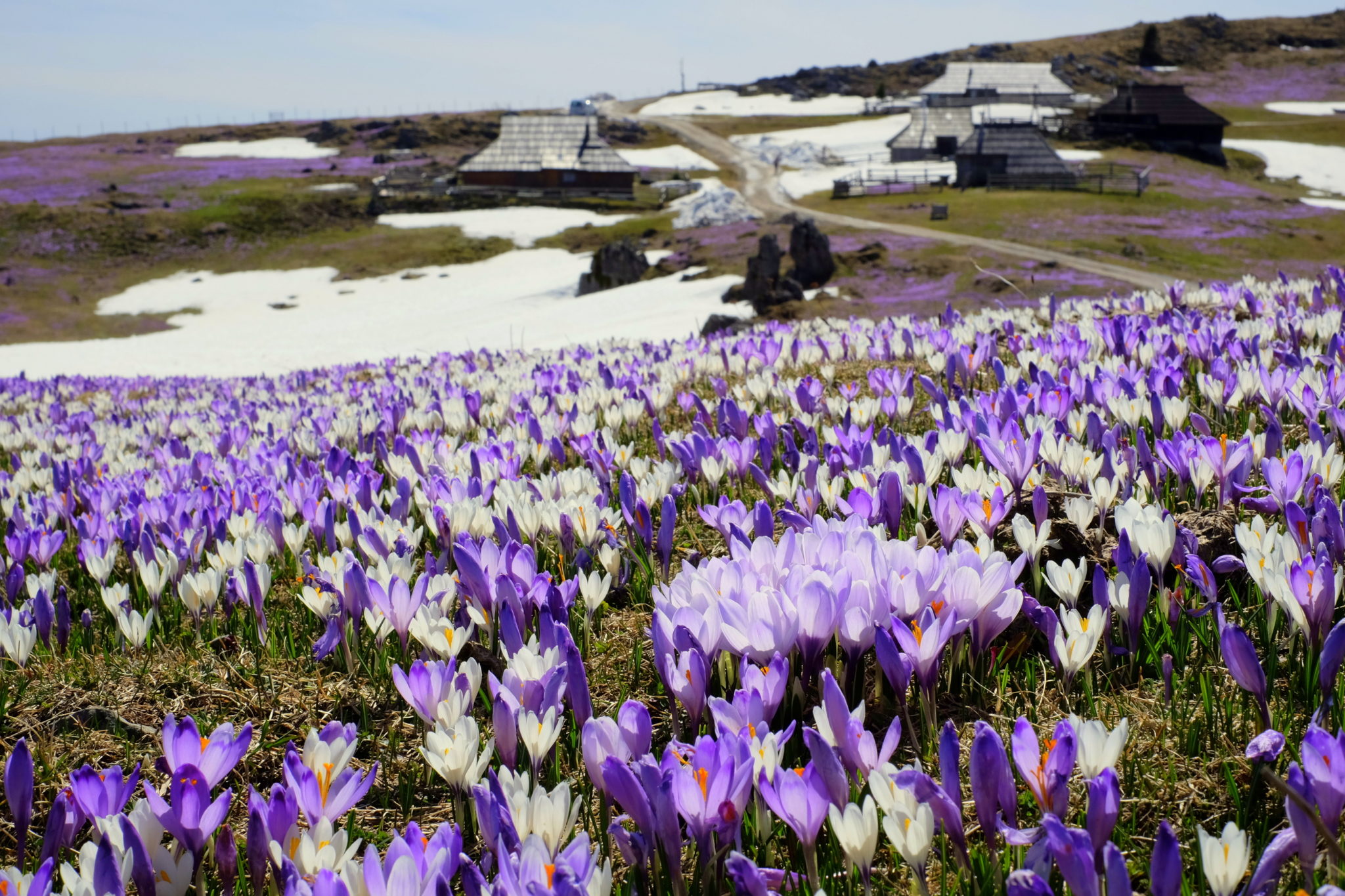 Crocuses on Mala Planina