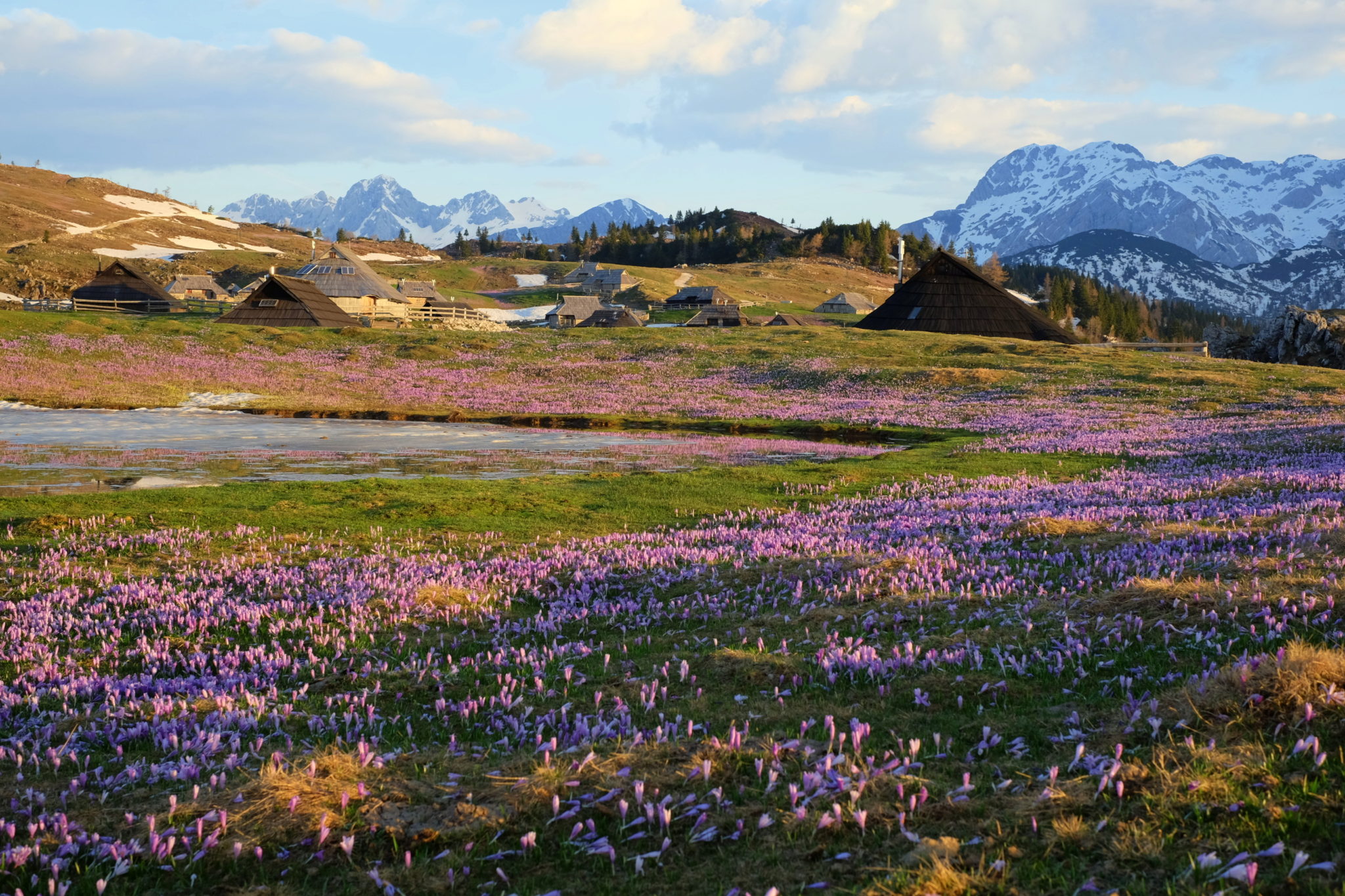 Crocuses on Velika Planina for sunrise