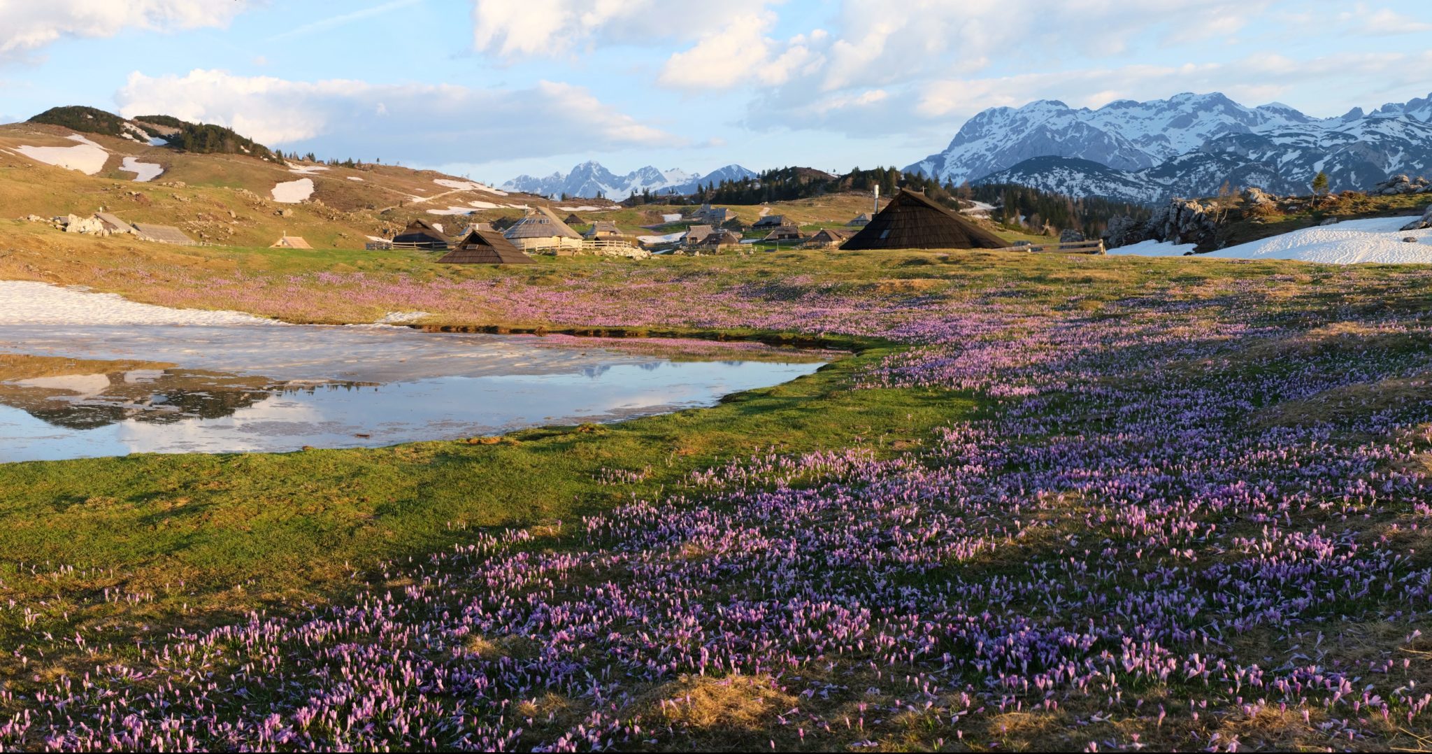 Crocuses on Velika Planina for sunrise