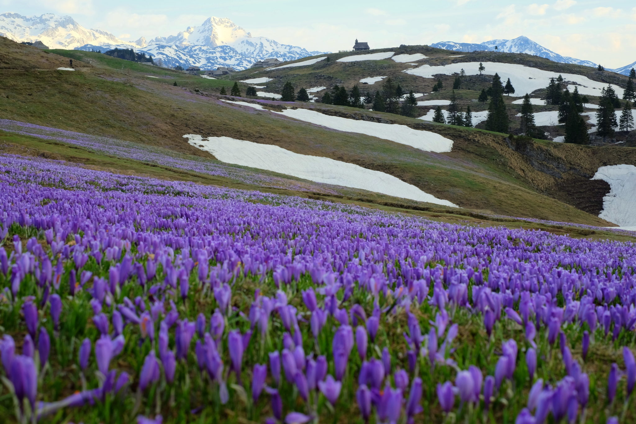 Velika Planina in spring, crocuses, Central Slovenia