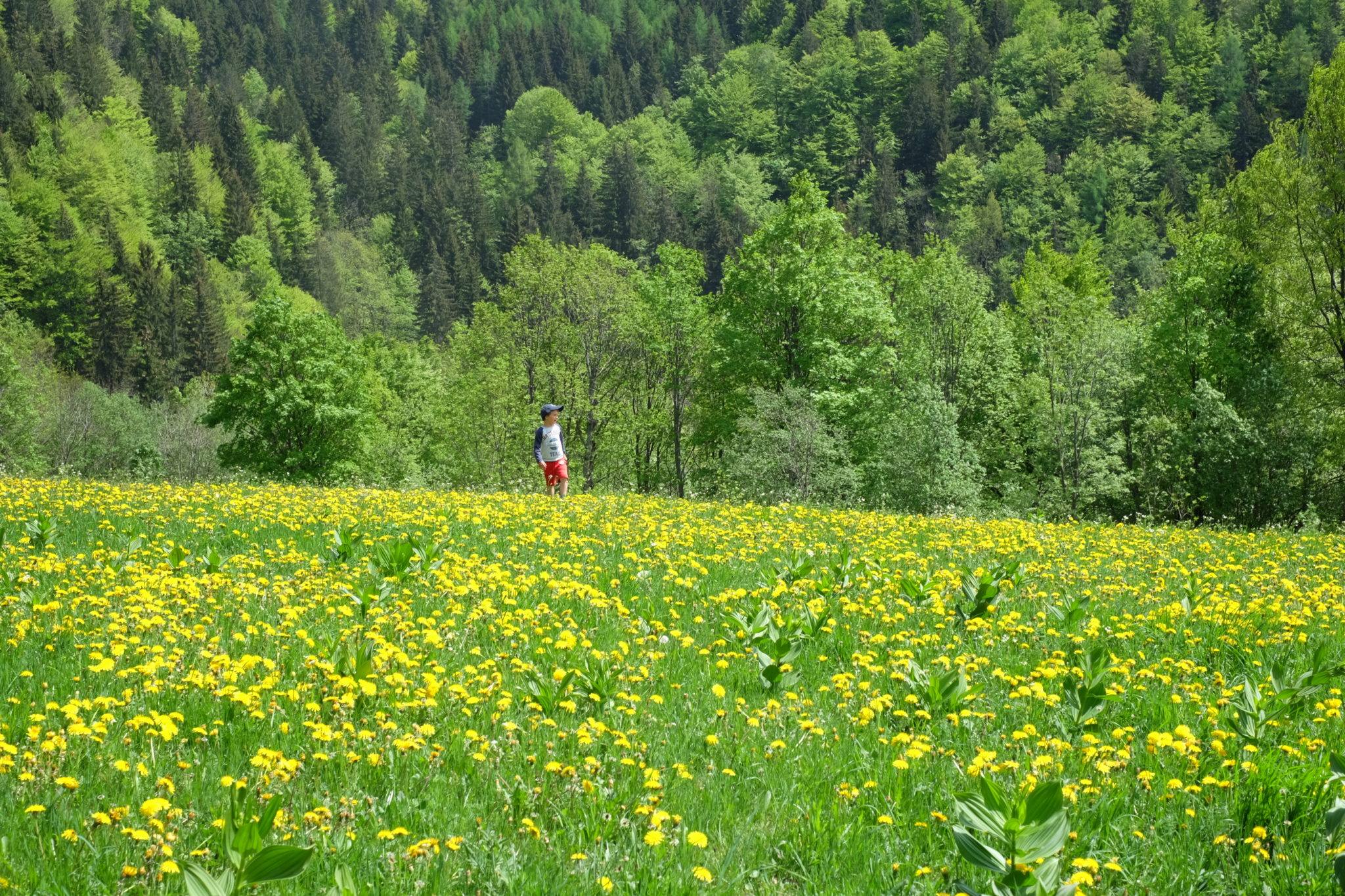 Blooming fields of dandelion, Slovenia, the Karawanks