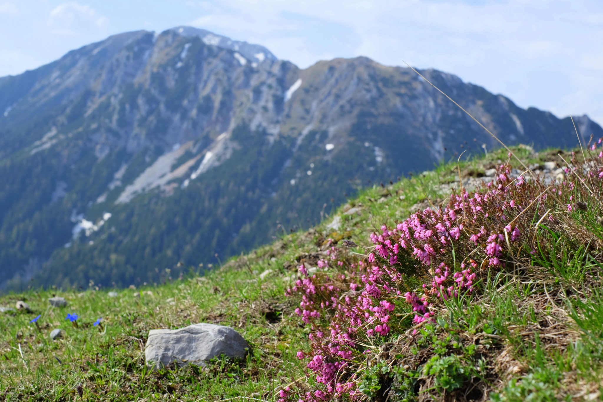 Flowering heather in the Karawanks mountains, Slovenia