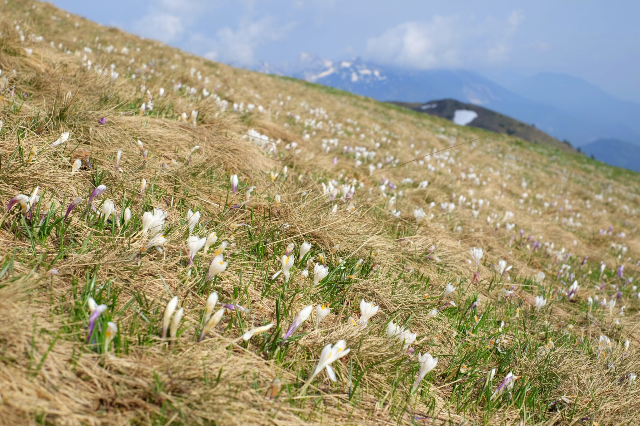 Blooming crocuses on the southern slopes of Dovška Baba, Slovenia, the Karawanks mountains