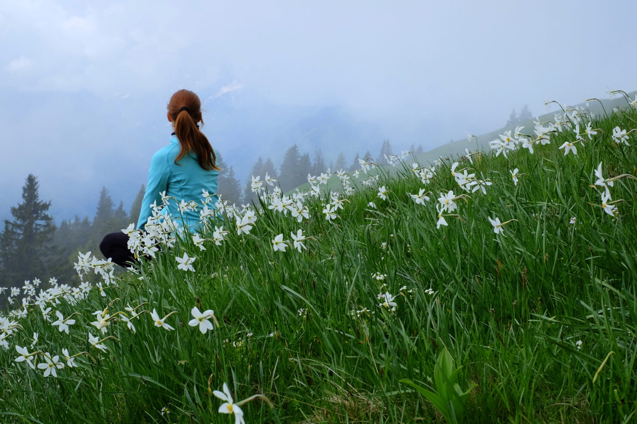 Wild daffodils in the Slovenian Alps, the Karawanks, Dovška Rožca