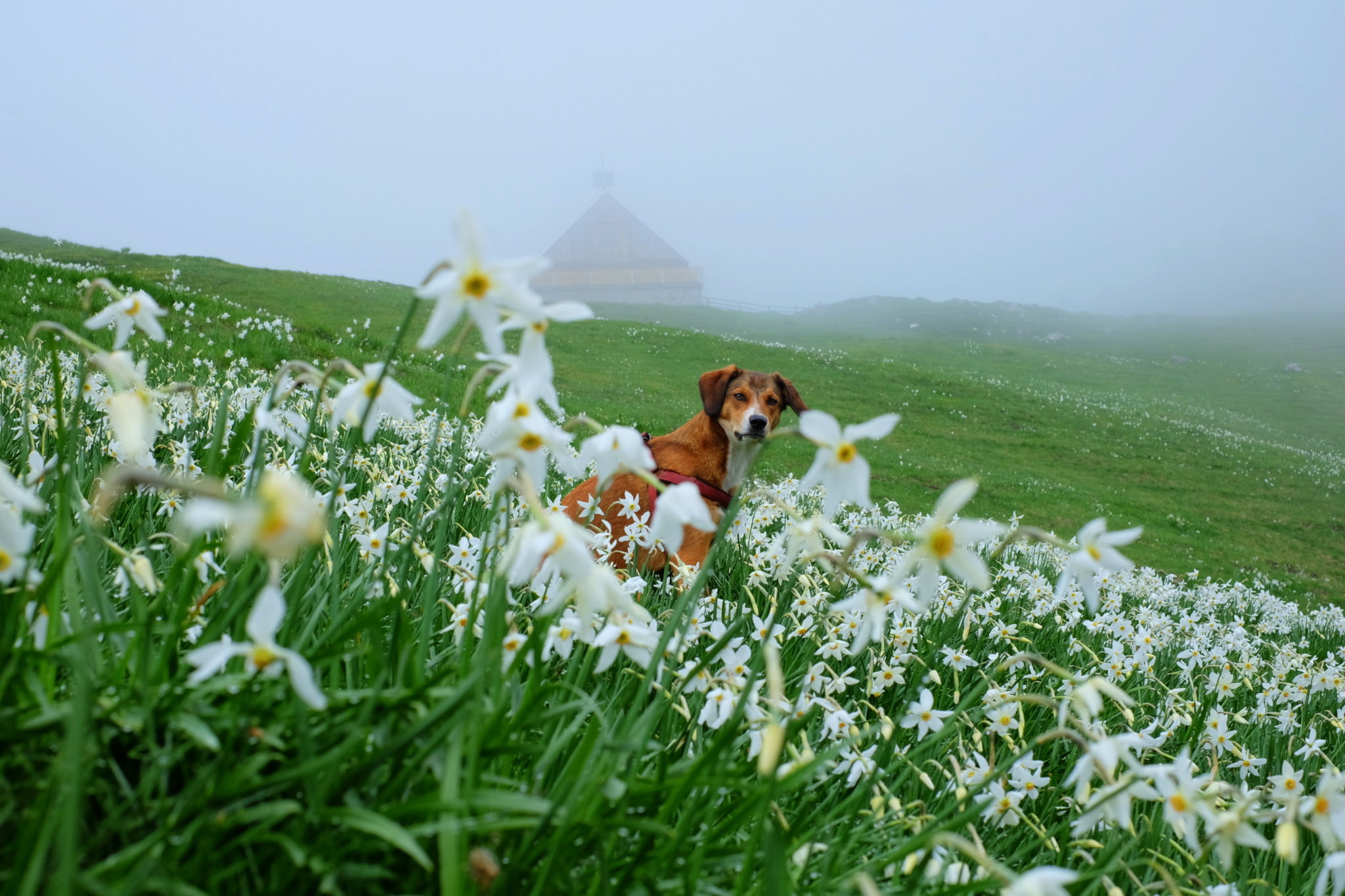 A dog enjoying in a field of wild daffodils on Dovška Rožca, the Slovenian Alps