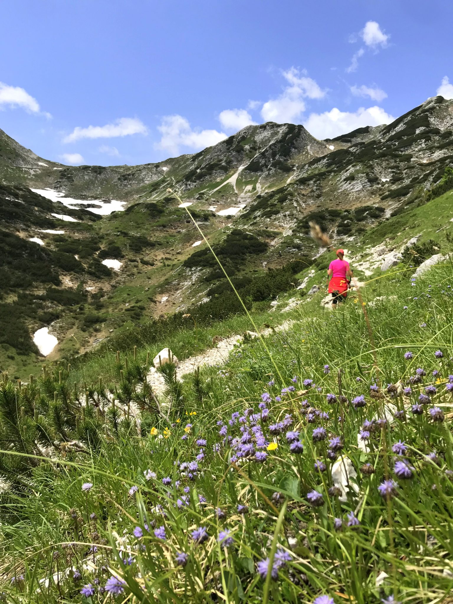 Flowers blooming on the way from Komna to Bogatin, Julian Alps, Slovenia, Triglav National Park