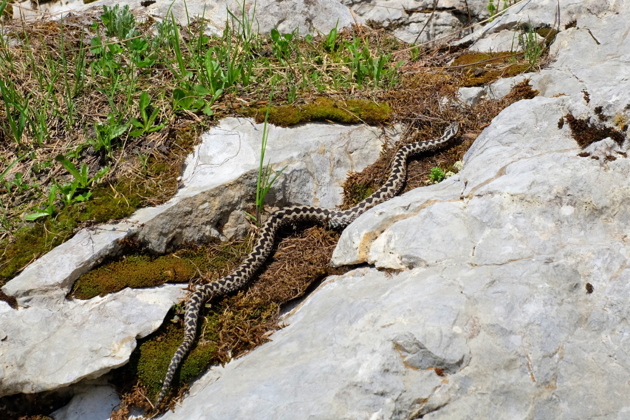 Viper in the mountains