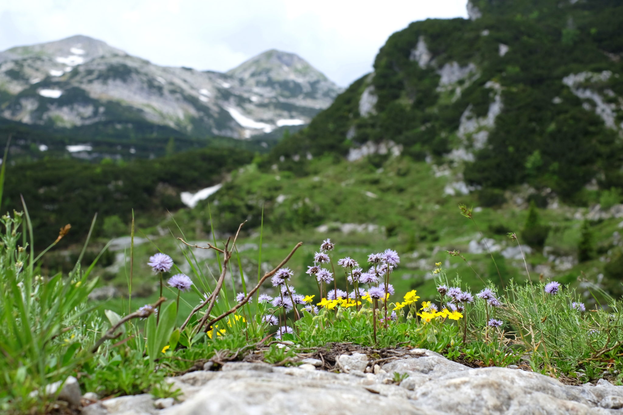 Flowers blooming on the way from Komna to Bogatin, Julian Alps, Slovenia, Triglav National Park