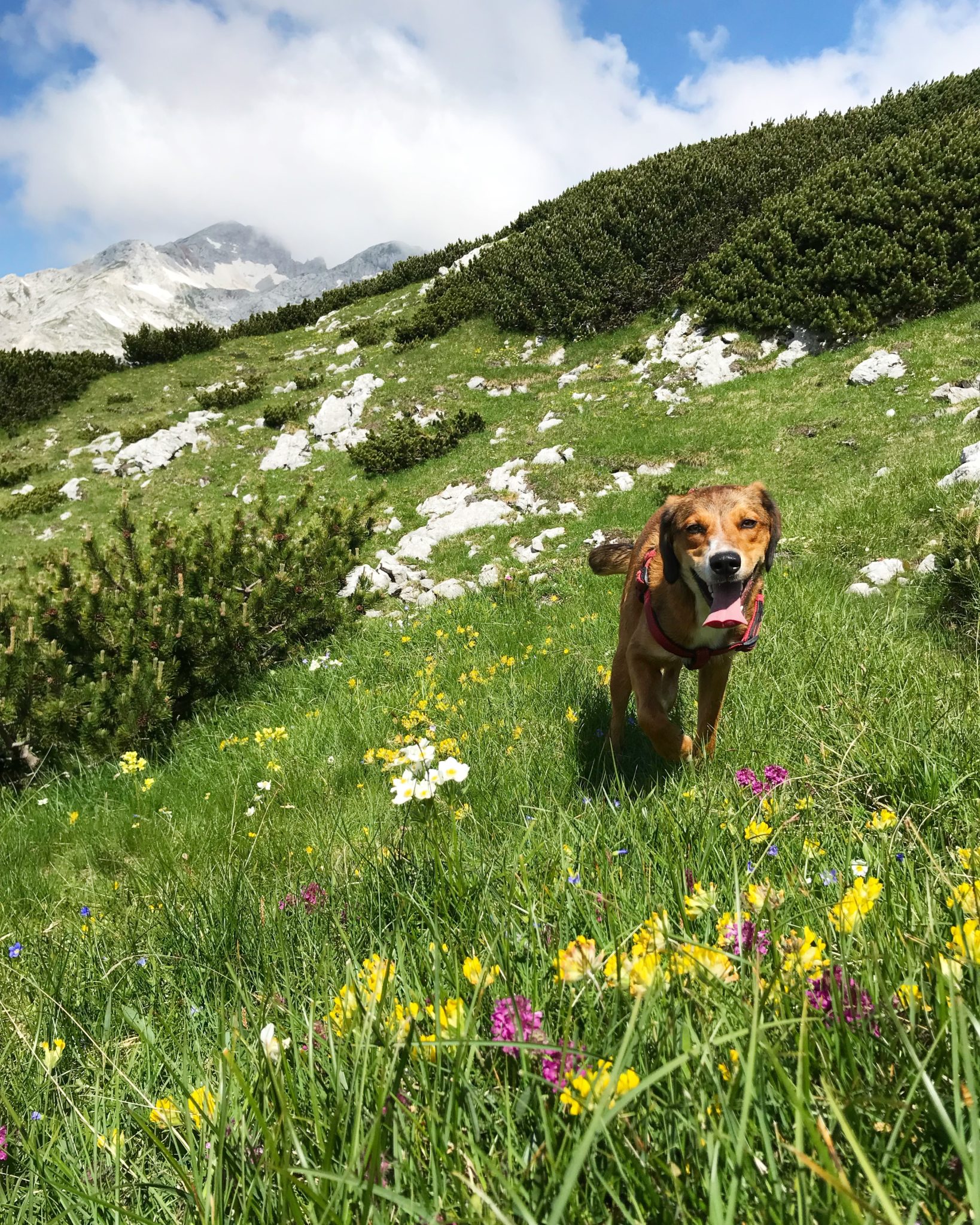 A dog hiking Lučki Dedec, the Kamnik-Savinja Alps, Slovenia