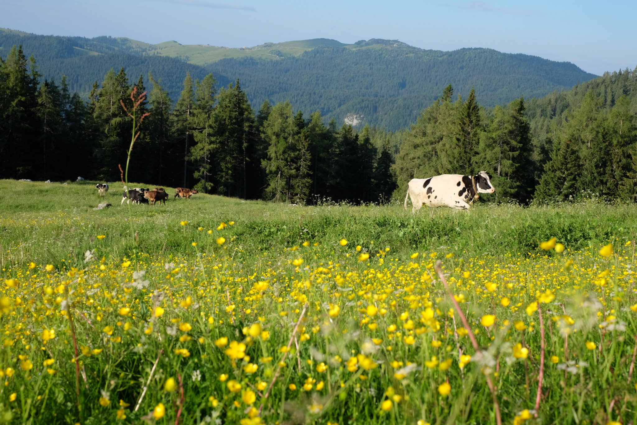 Podvežak Meadow, the Kamnik-Savinja Alps, Slovenia