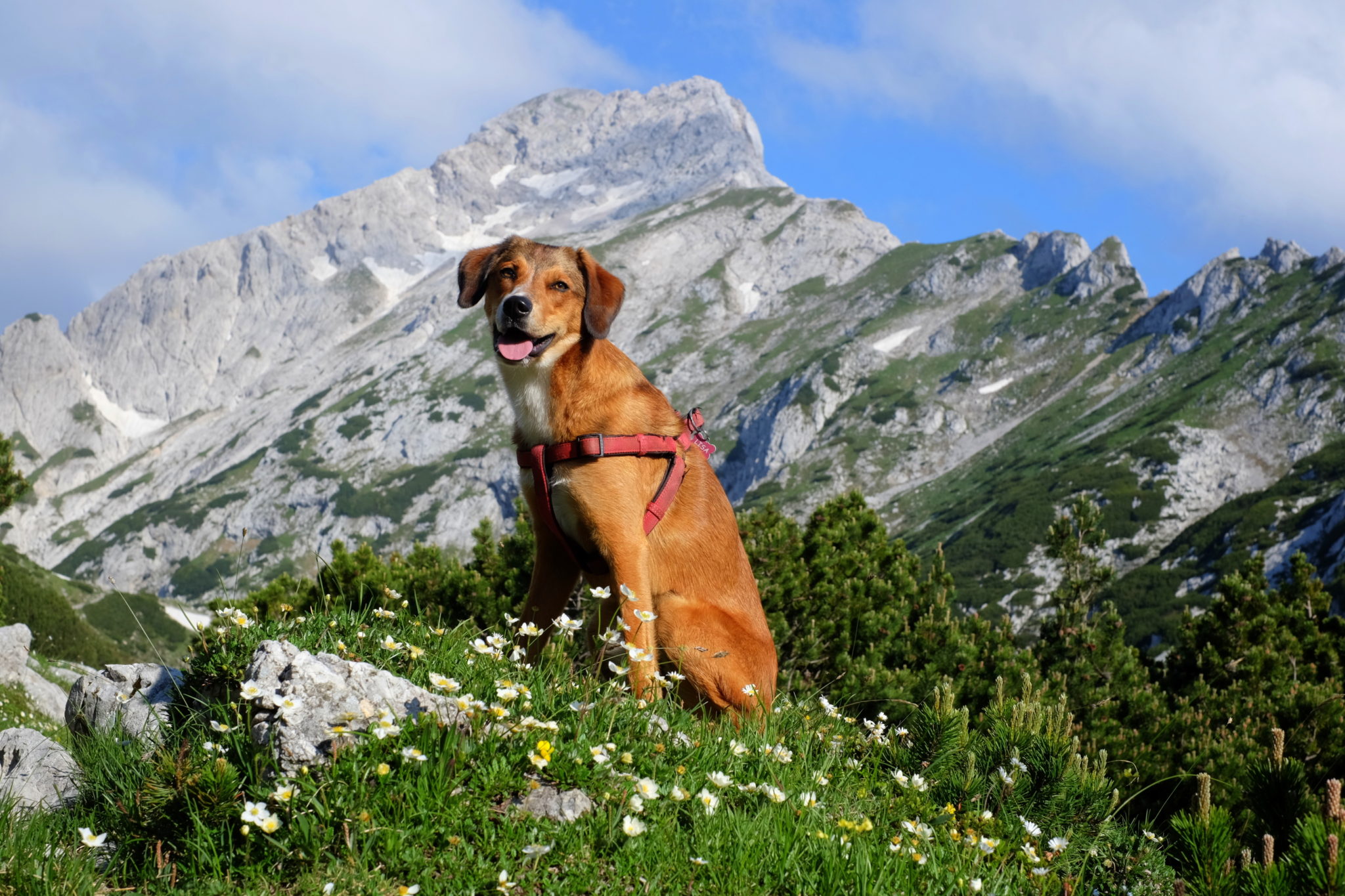 A dog hiking in the Kamnik-Savinja Alps