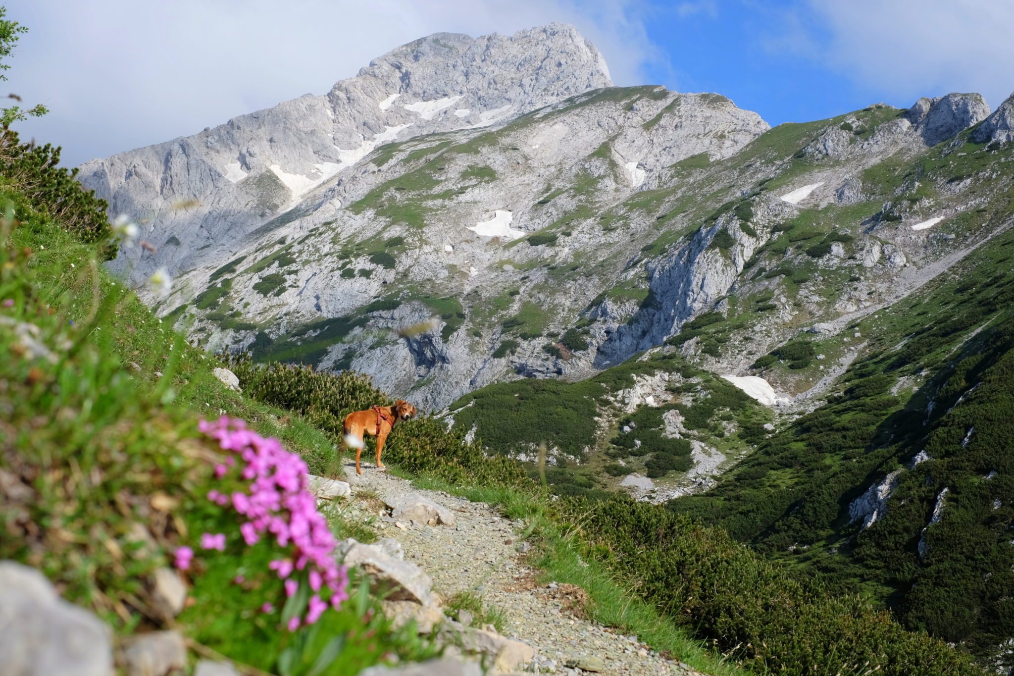 The trail from Podvežak towards Ojstrica and Korošica, the Kamnik-Savinja Alps, Slovenia