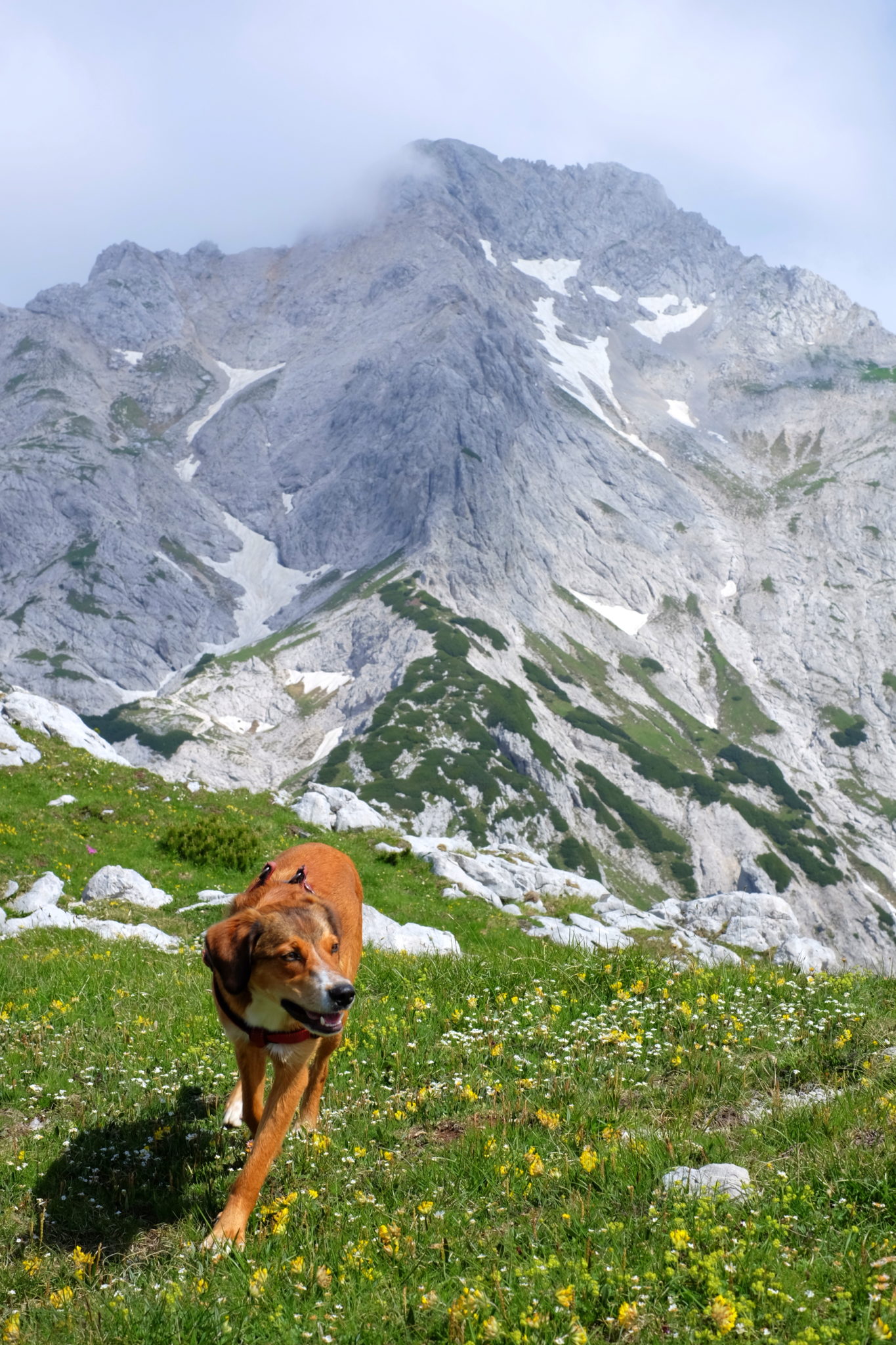 A dog hiking Lučki Dedec, the Kamnik-Savinja Alps, Slovenia