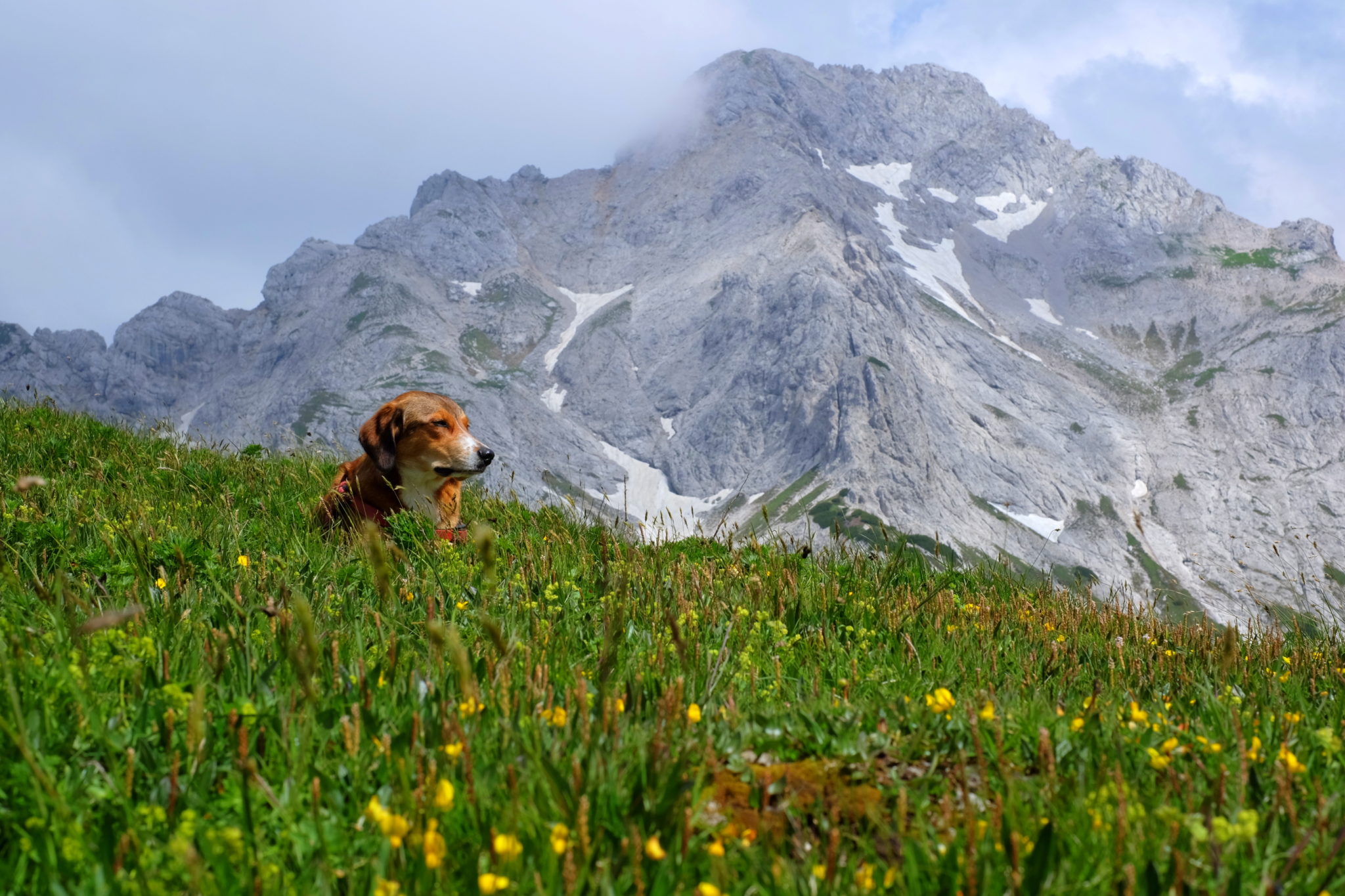 A dog at the top of Lučki Dedec