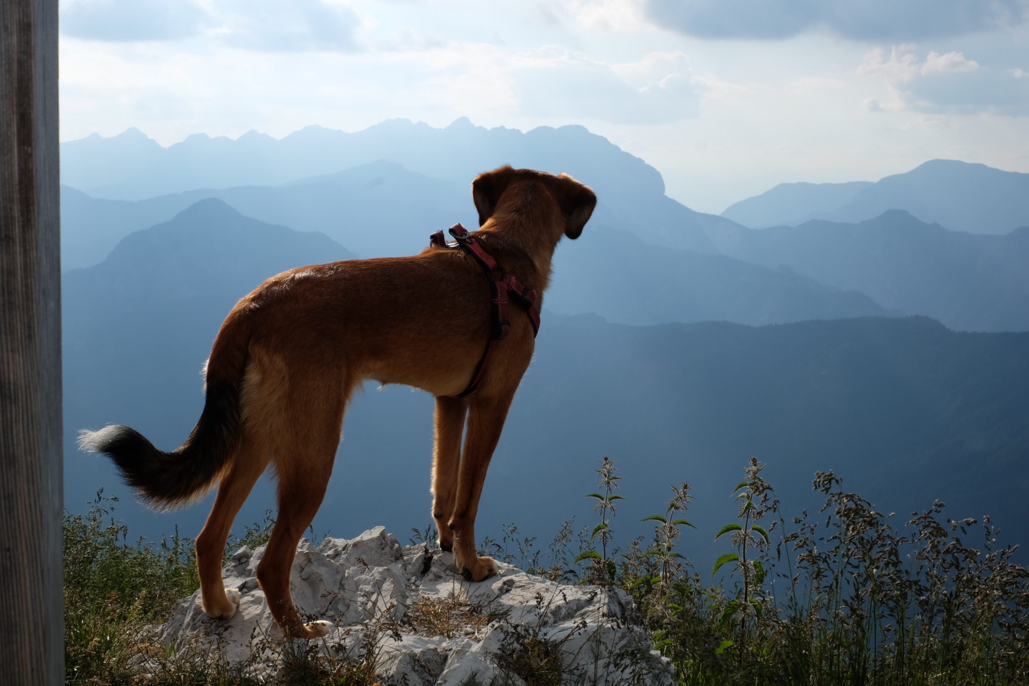 A dog hiking Goli Vrh, the Kamnik-Savinja Alps, Slovenia