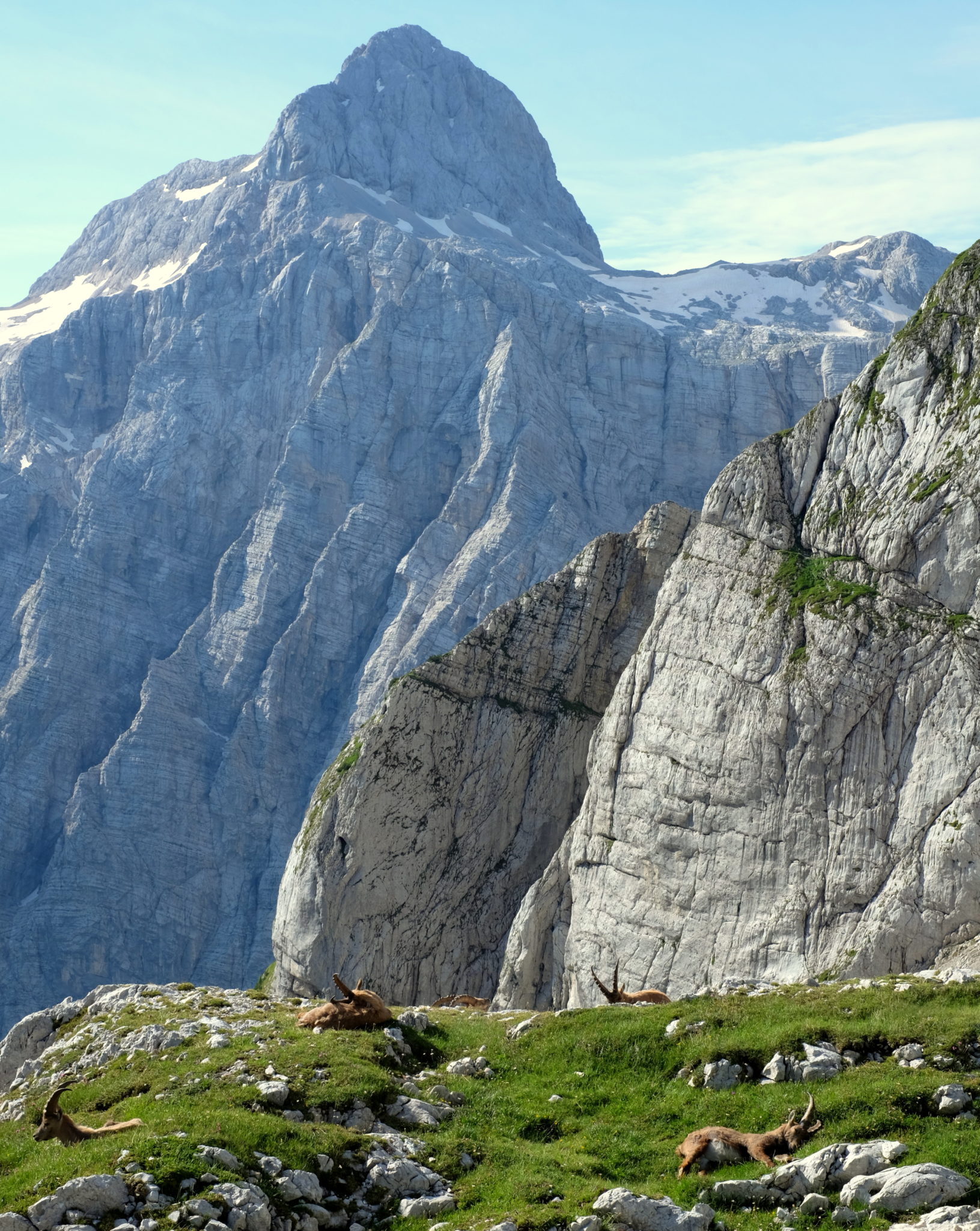 Alpine ibexes lying in grass with Triglav in the back, Julian Alps, Slovenia