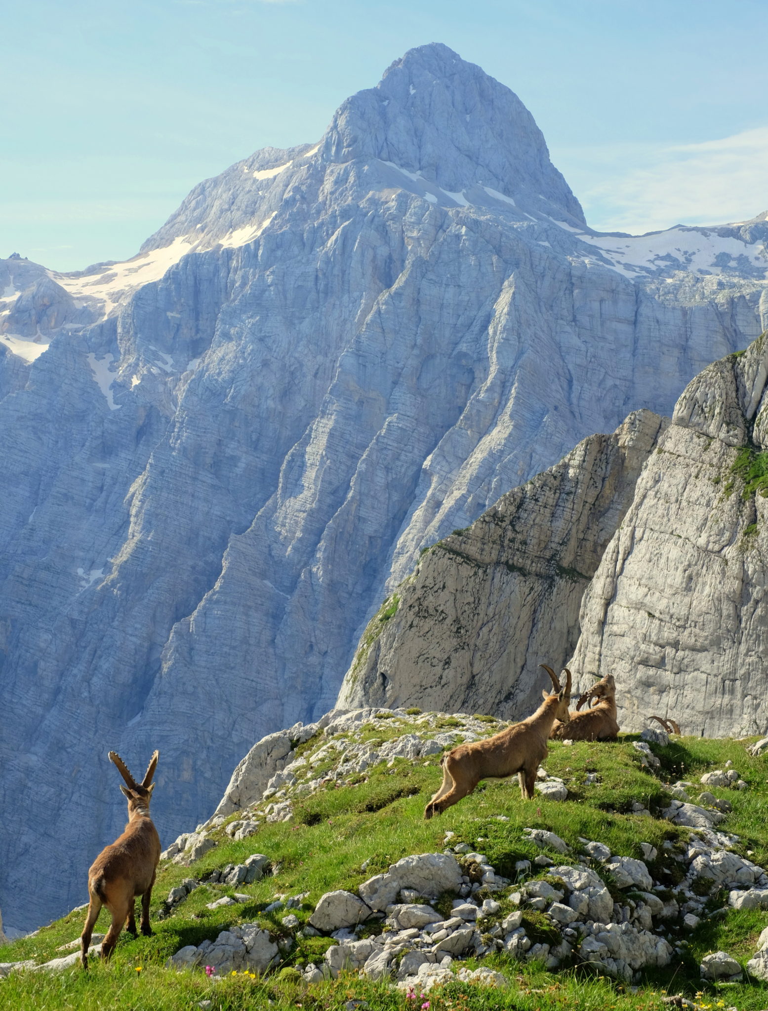 Alpine ibexes with Triglav in the back, Julian Alps, Slovenia
