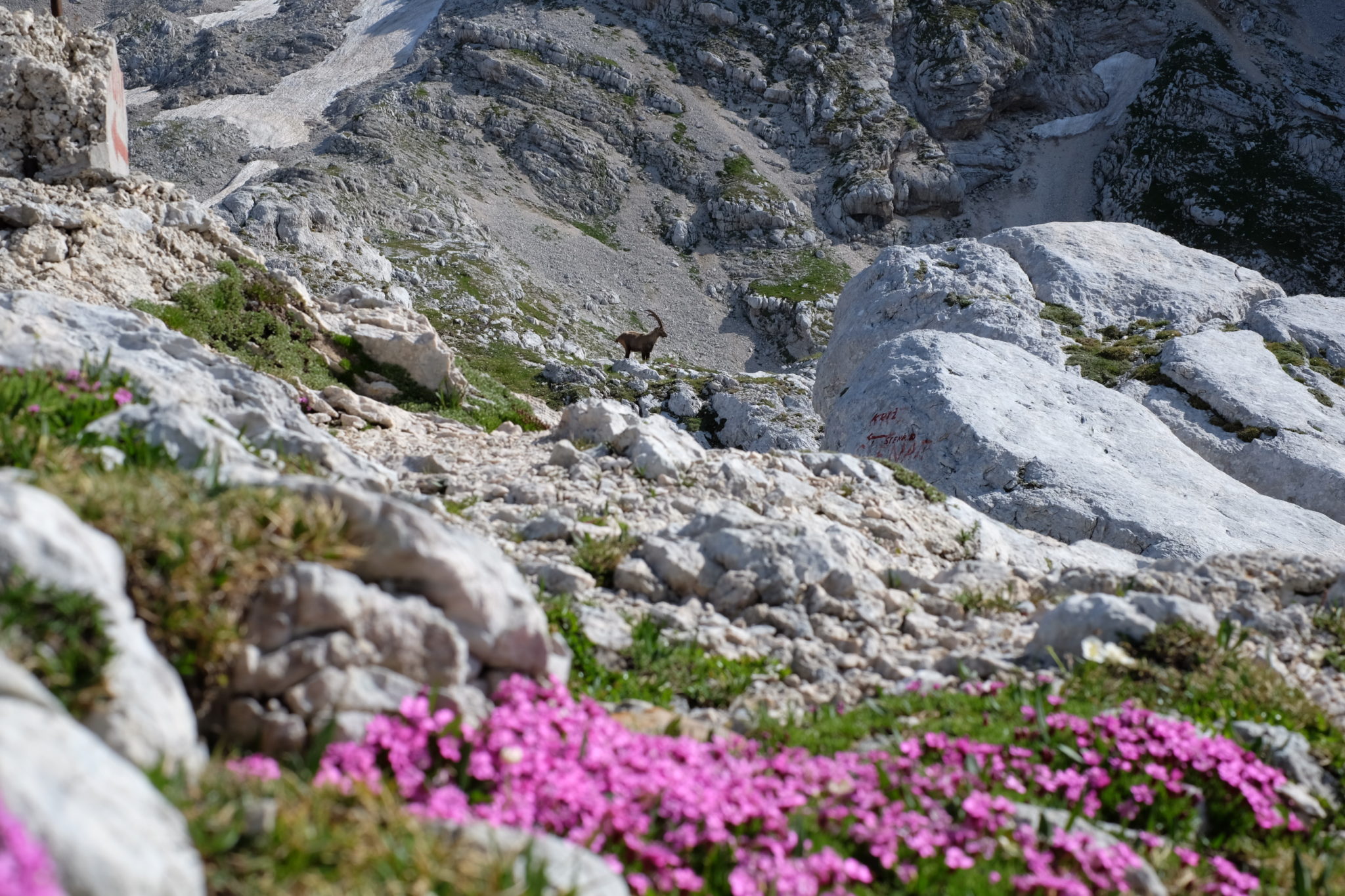 Triglav Rose and an Alpine ibex, Julian Alps, Slovenia