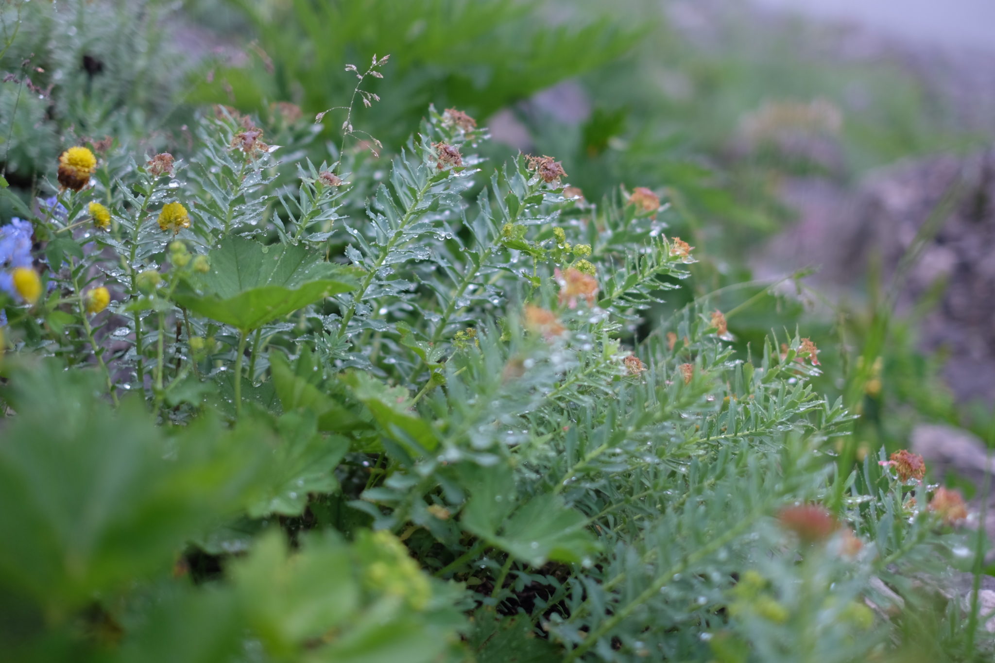 Flowers in the rain