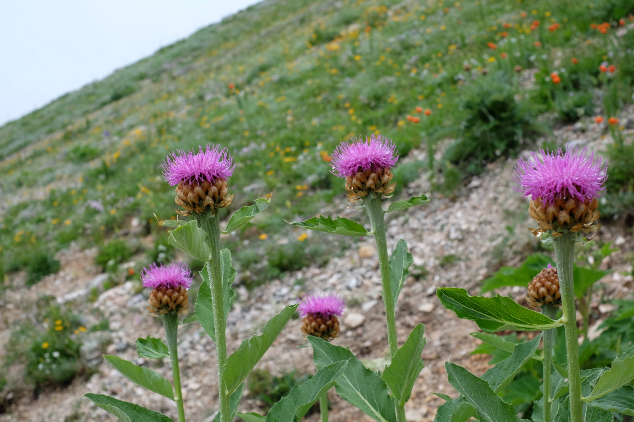 Flowers in the mountains