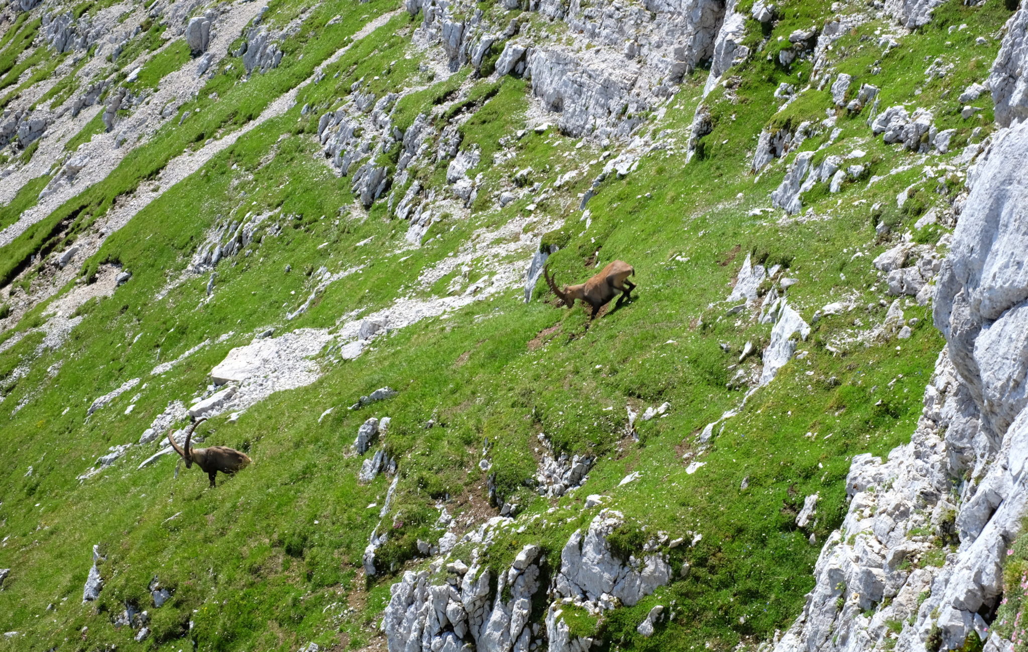 Alpine ibexes in the mountains, Julian Alps, Slovenia