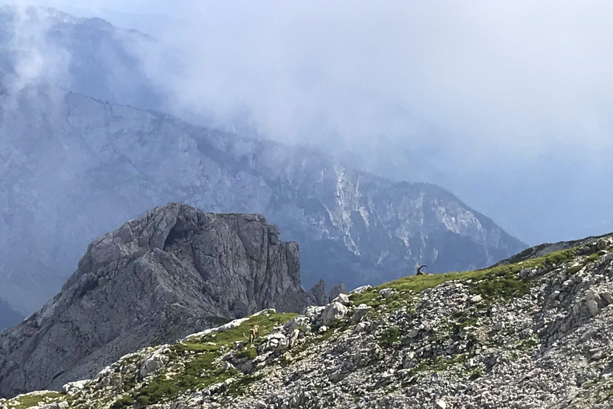 An Alpine ibex in the Kamnik-Savinja Alps, Slovenia