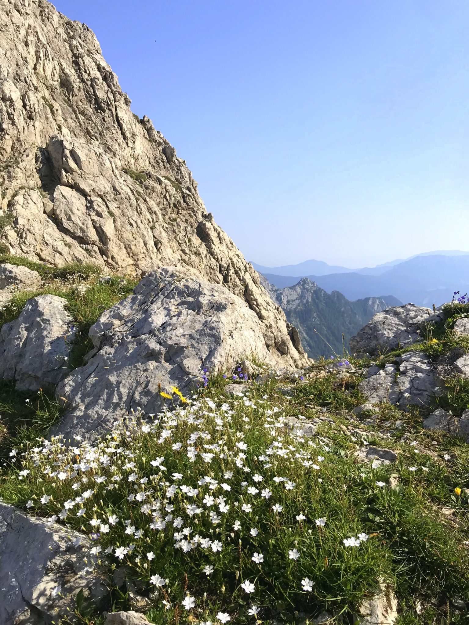 Flowers on the way to Mt. Turska Gora, Kamnik-Savinja Alps