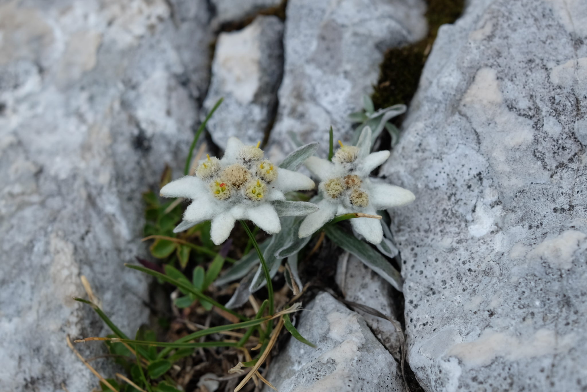 Edelweiss, mountain flowers, Kamnik-Savinja Alps, Slovenia