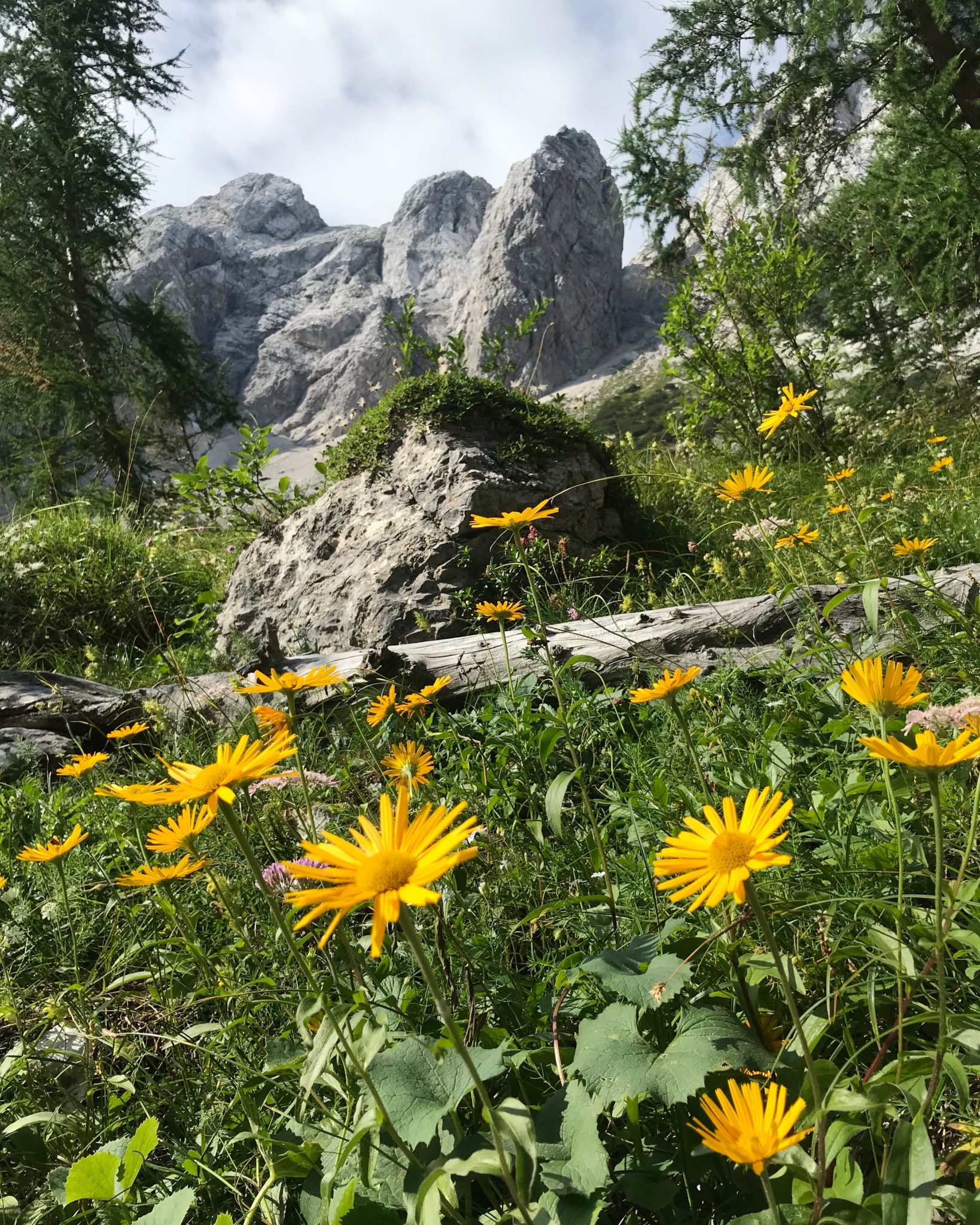 The Kamnik-Savinja Alps and flowers along the trail