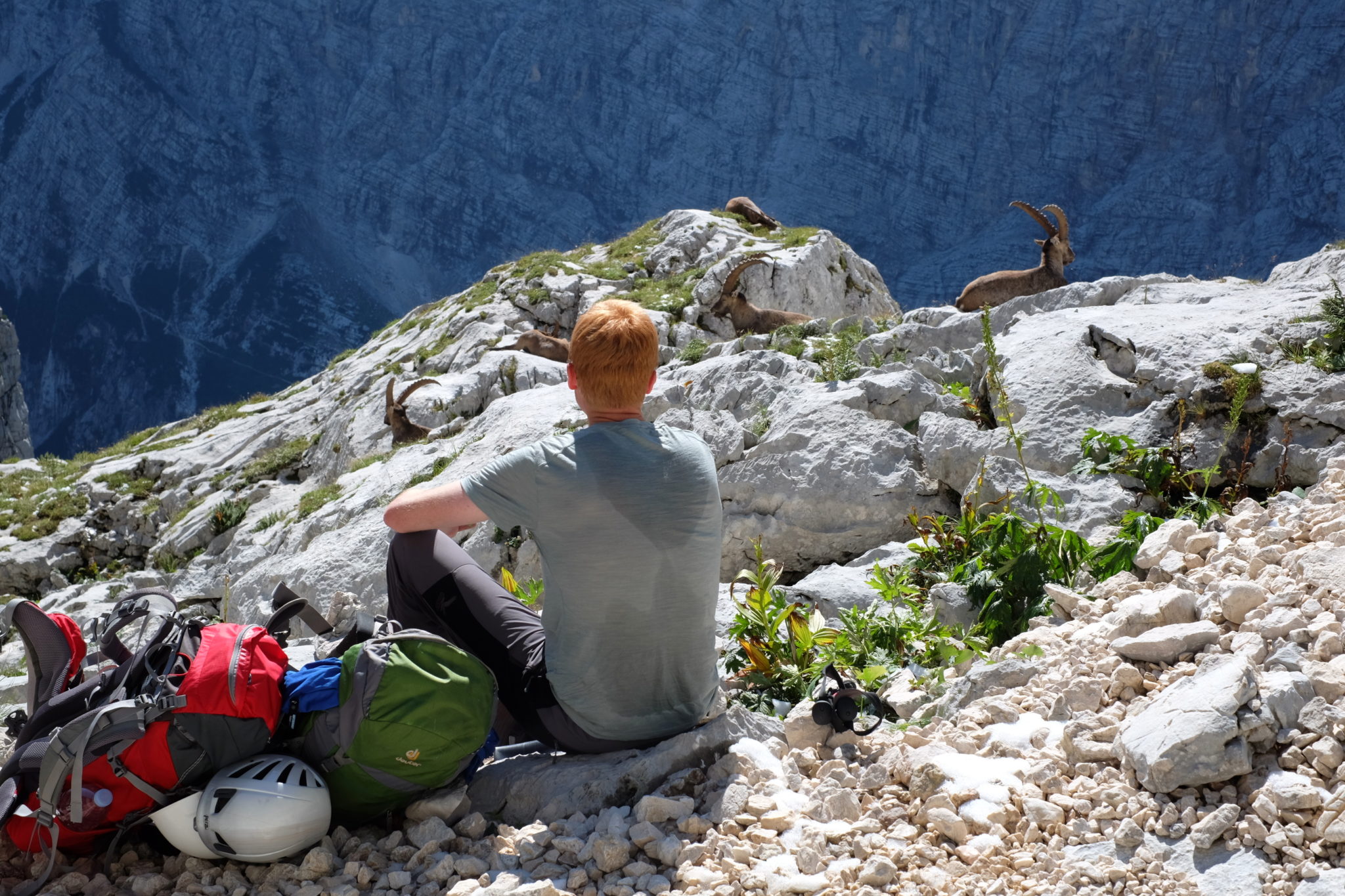 Enjoying a snack in the mountains with Alpine ibexes, Triglav National Park, Slovenia