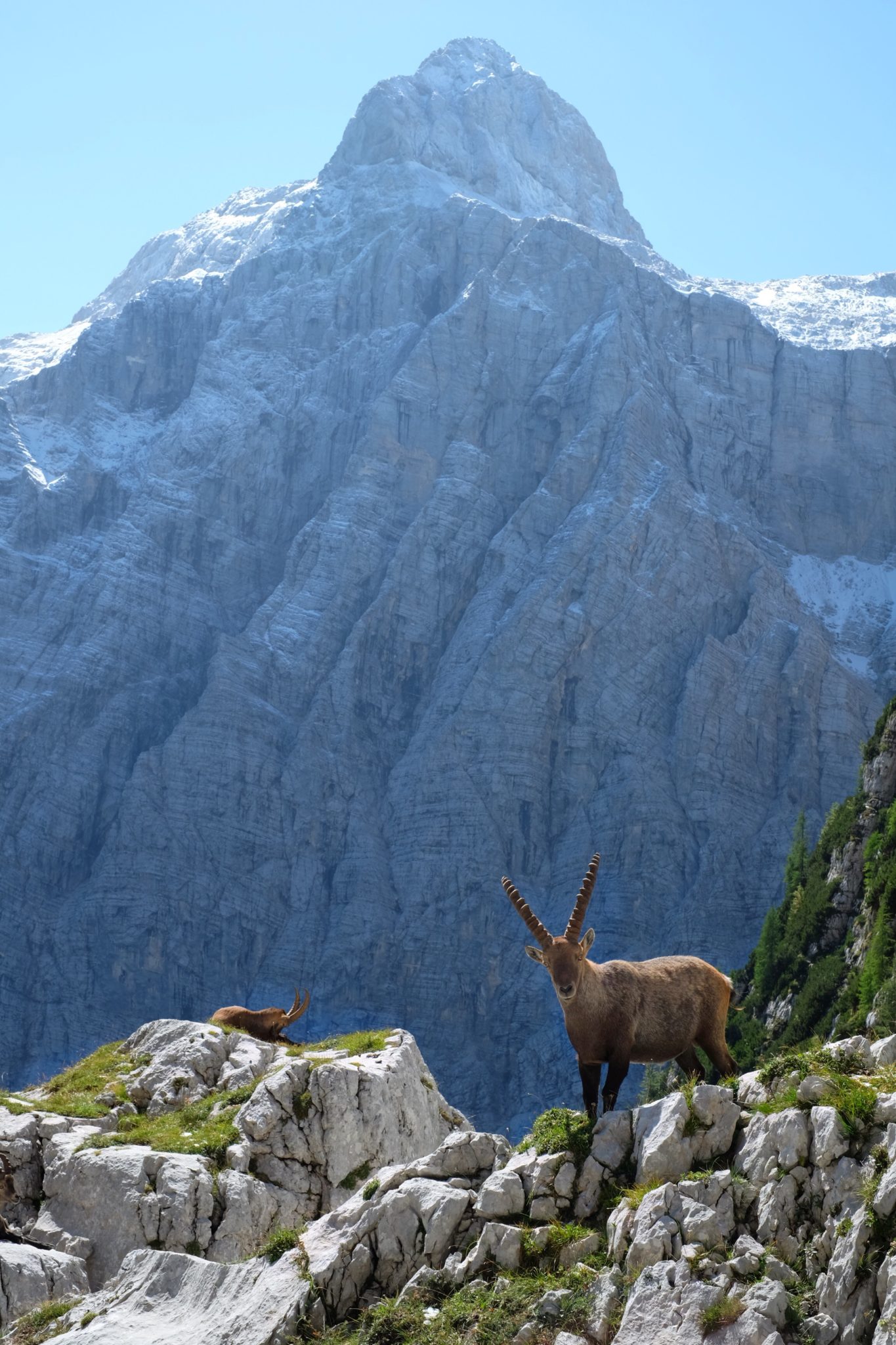 An Alpine ibex in front of the Triglav North Face, Slovenia, Julian Alps