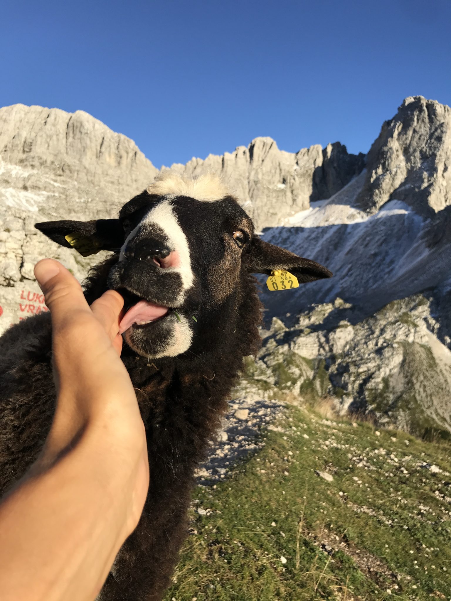 Sheep in the mountains, Julian Alps