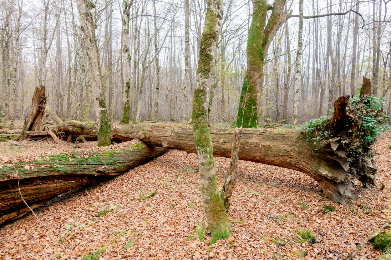 Krakov Virgin Forest, Krško, Slovenia