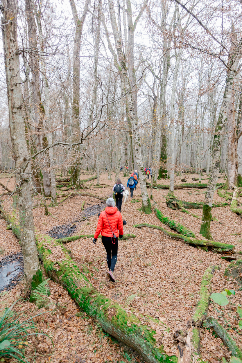 Č’bular Walk, Autumn Posavje Hiking Festival, Krakov Forest, Slovenia