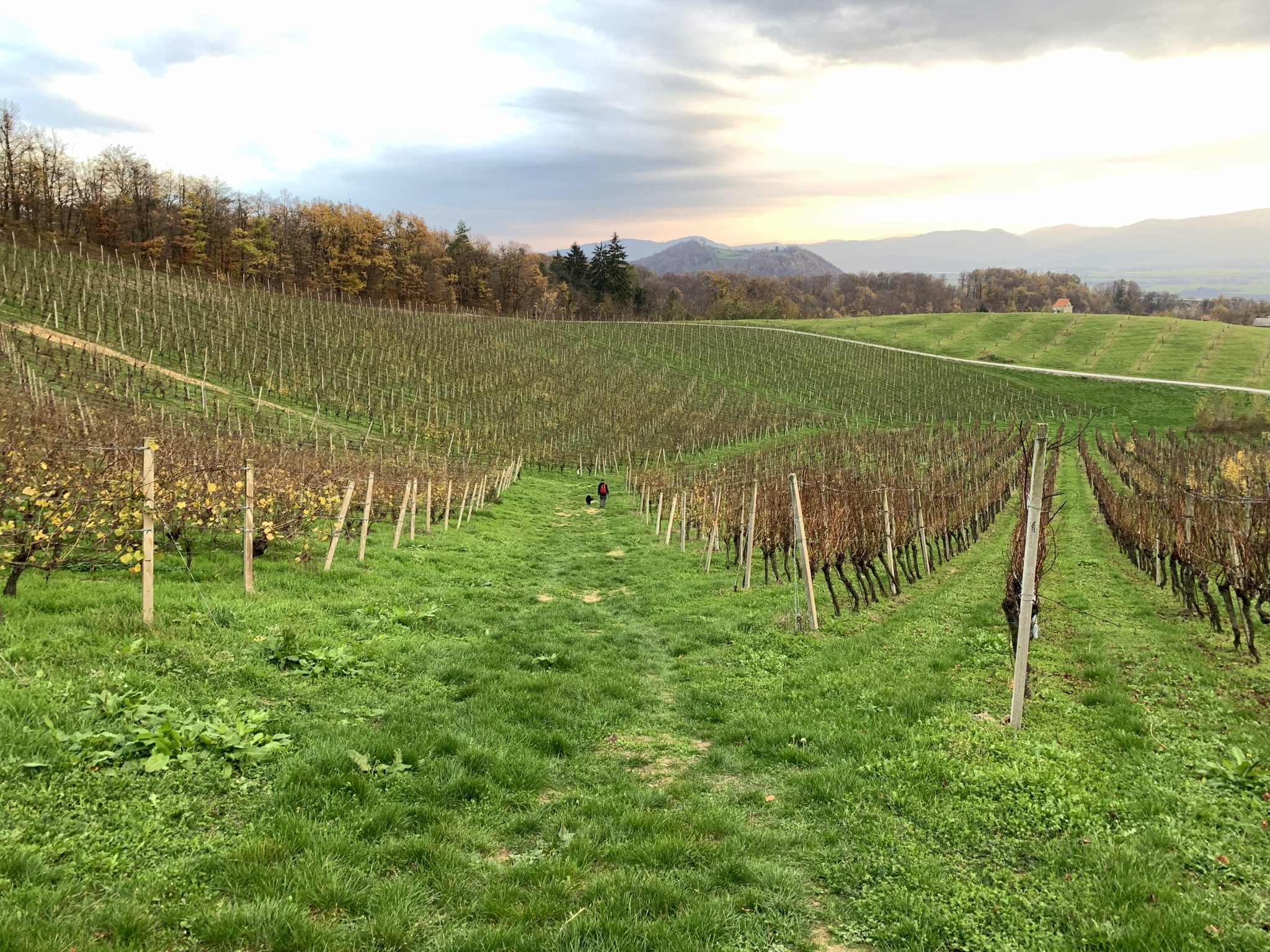 Vineyards in the Krško countryside, Sremič Hill, Slovenia
