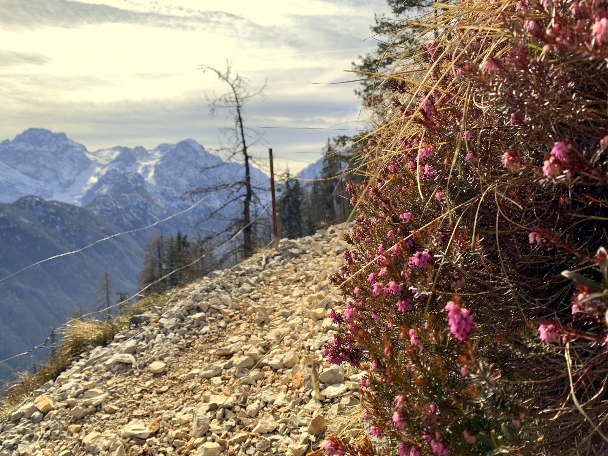 Blooming heath in the Julian Alps, Slovenia