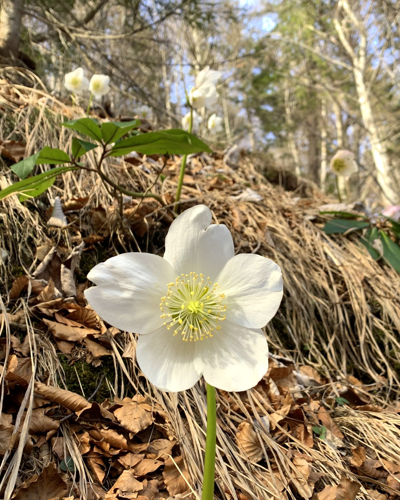 Hellebores blooming in late winter and early spring, Julian Alps, Slovenia
