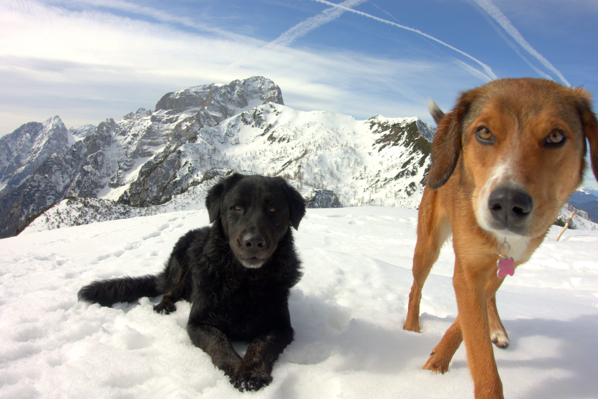 Hiking dogs, Slovenia