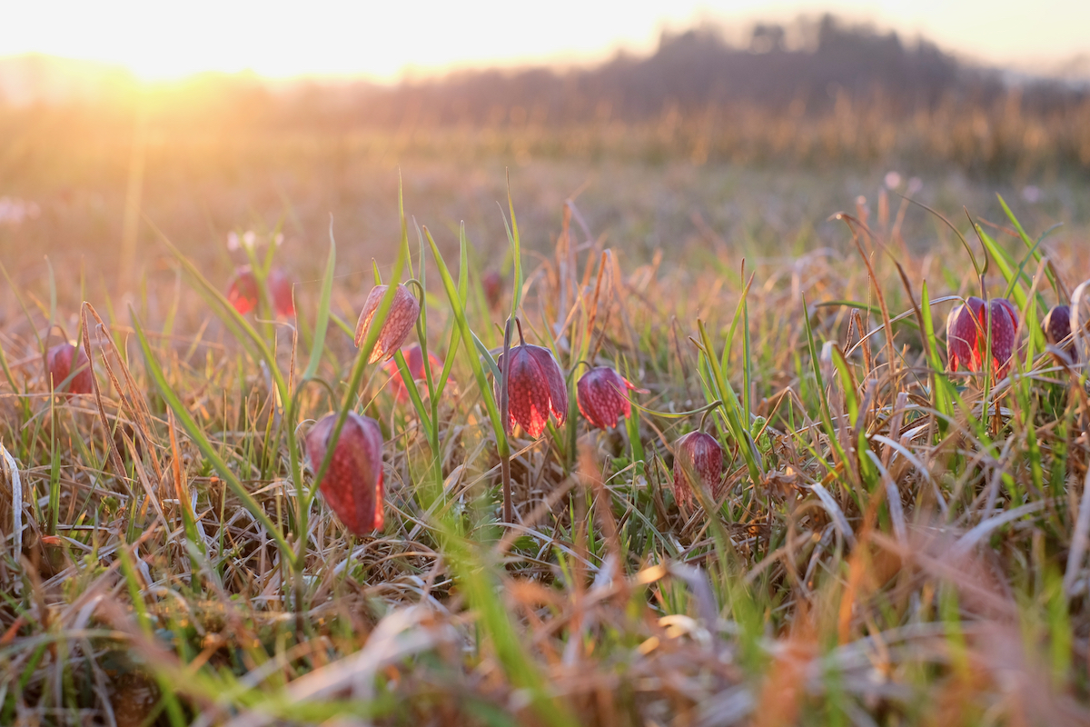 Three spots to see blooms in early spring - Exploring Slovenia