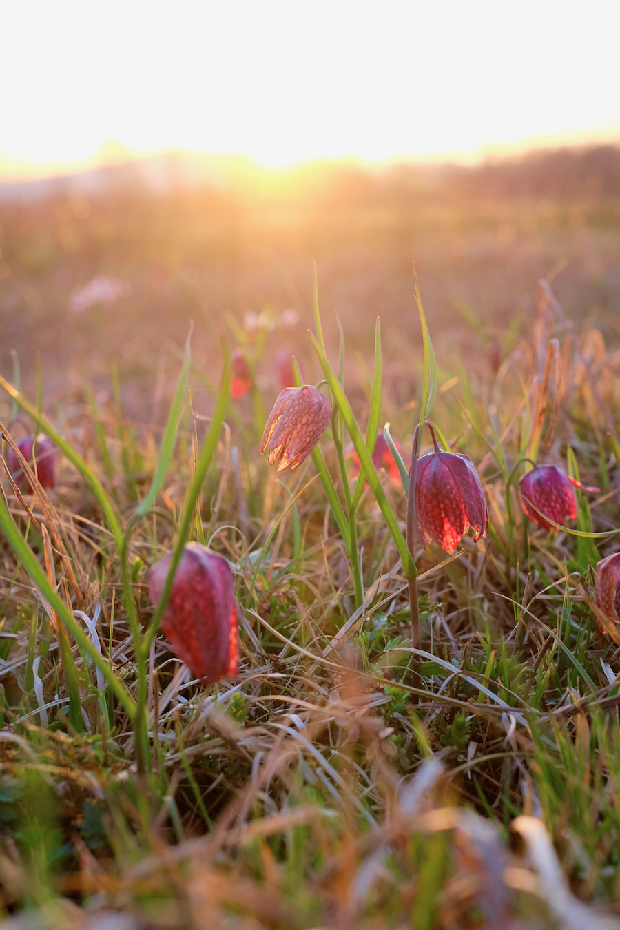 Three spots to see blooms in early spring - Exploring Slovenia